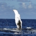 whale_humpback_h_00653_dom2719.jpg